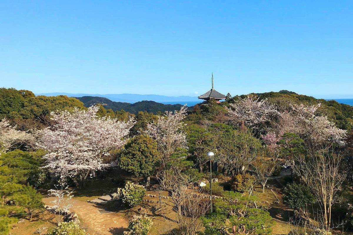 春の高知・五台山